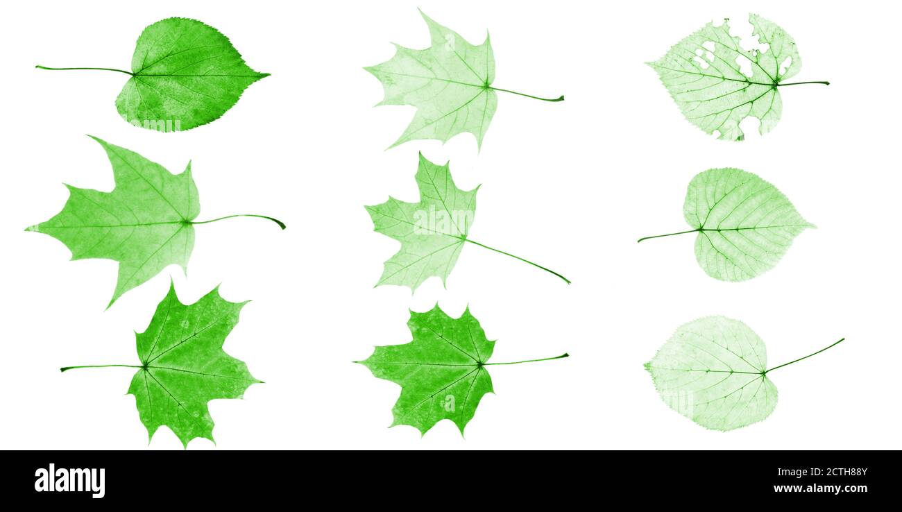 set of green leaves isolated on white background Stock Photo - Alamy