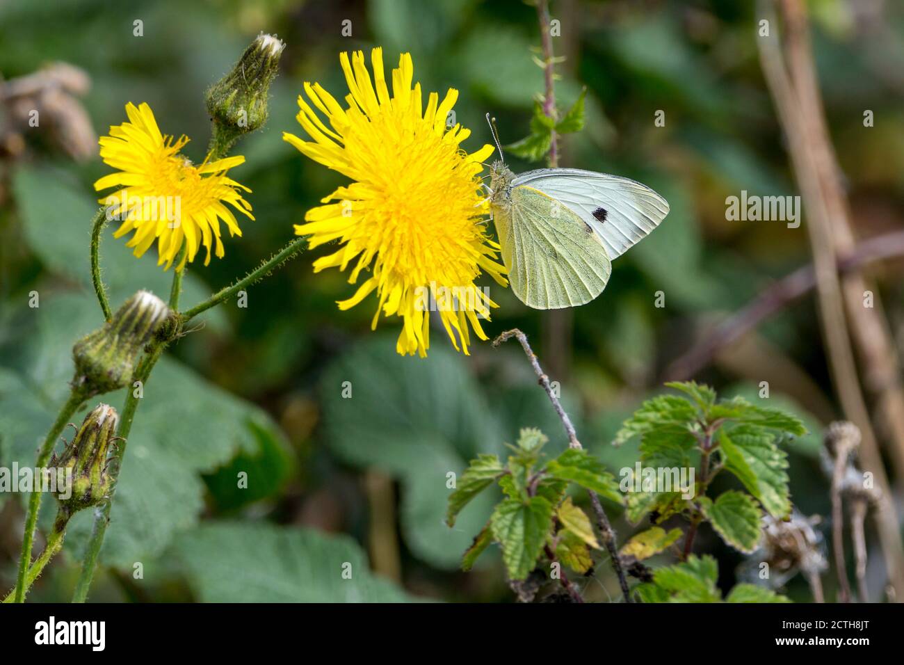 Small white Artogeia rapae butterfly on sow thistle underwings yellowish upper wings creamy white with dark tip to forewing female 2 spots on forewing Stock Photo