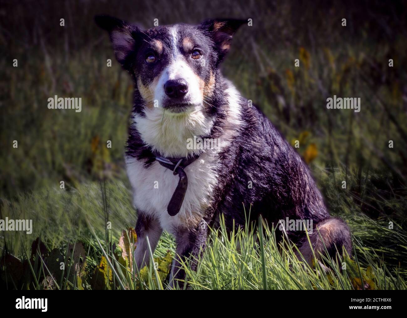 Smooth Collie Stock Photo