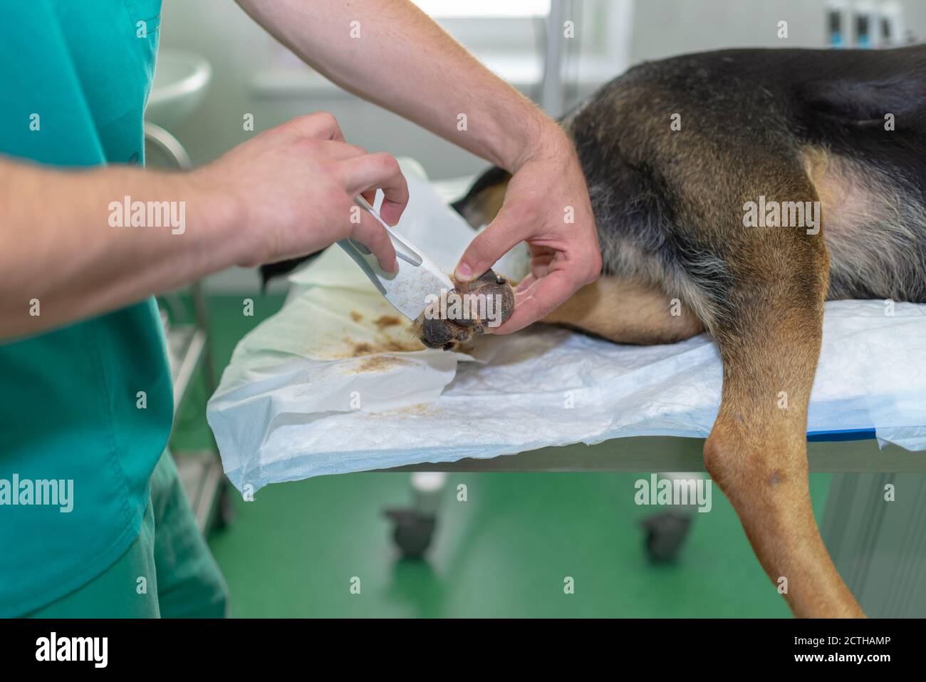 Back view of big tumor on the leg of a German shepherd Stock Photo - Alamy