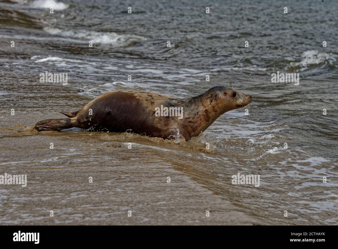 Gray Seal (Halichoerus grypus) Immature entering the sea from a sandy beach. Stock Photo