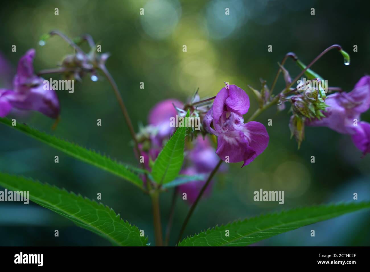 Pink flowering balsam at the edge Stock Photo