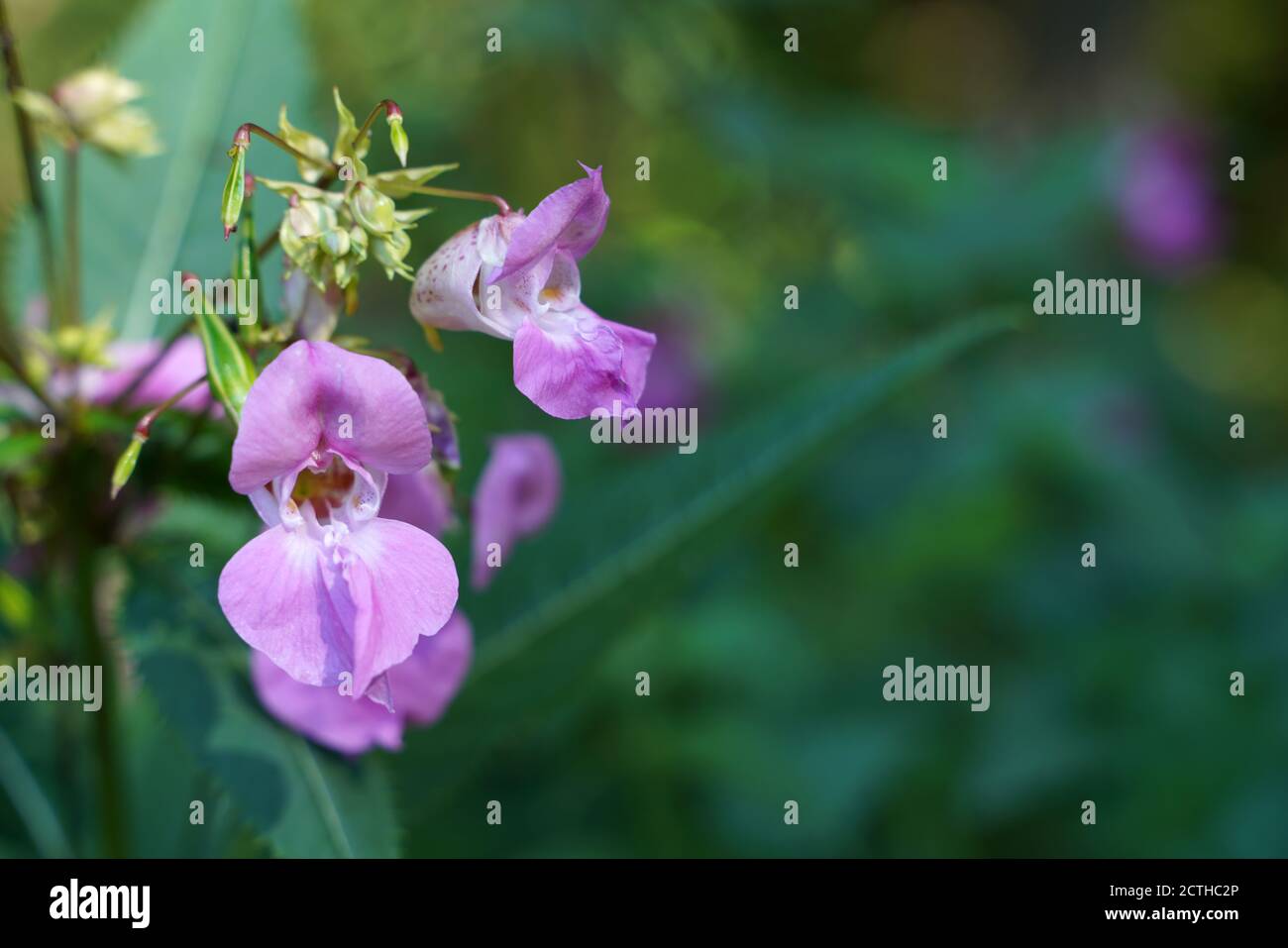 Pink flowering balsam at the edge Stock Photo