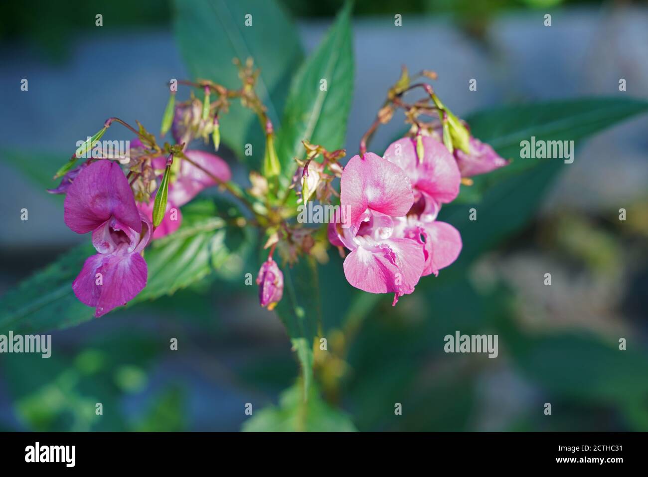 Pink flowering balsam at the edge Stock Photo