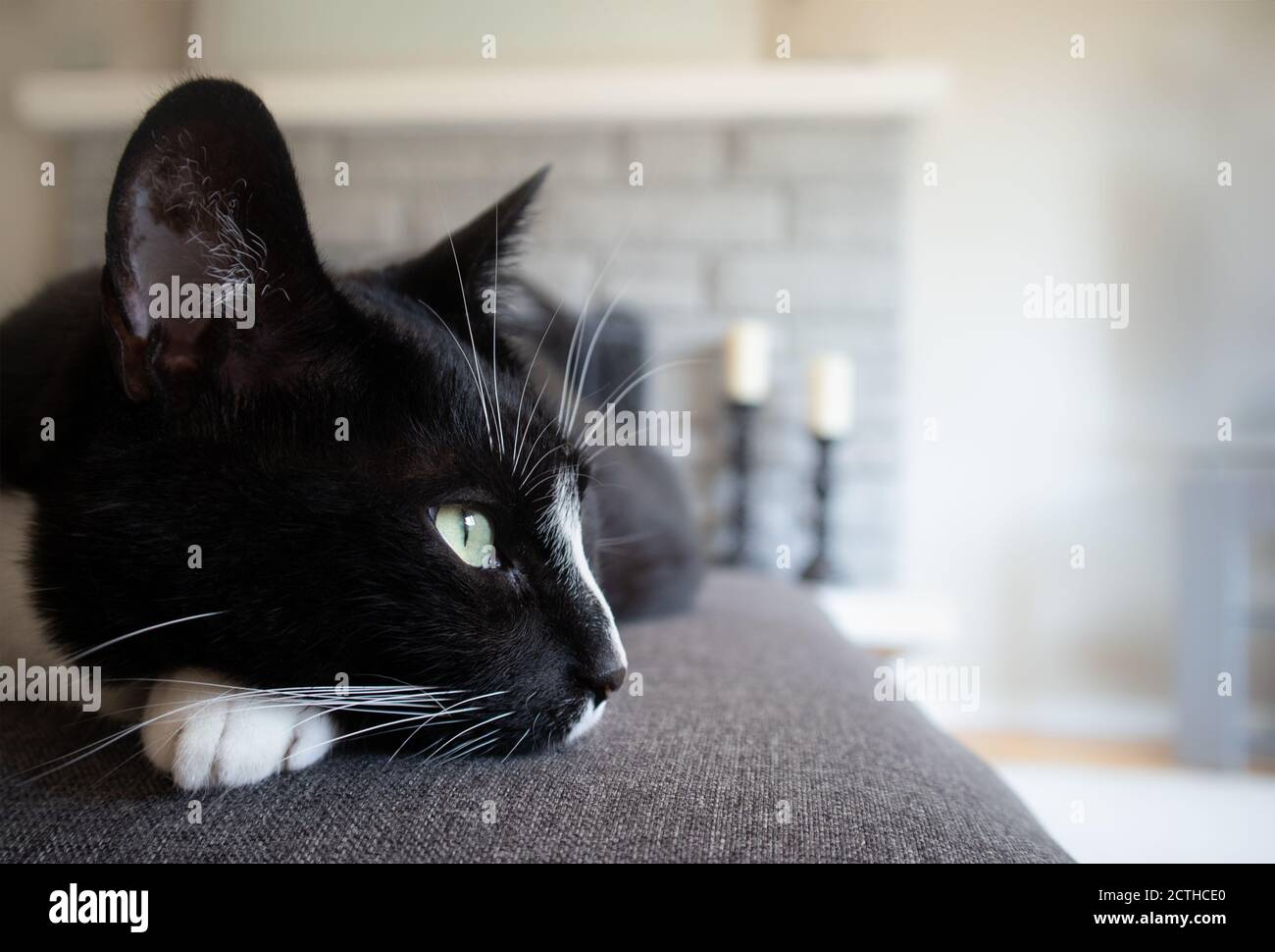 Black and white tuxedo cat stretched out on grey sofa. Soft modern interior with fireplace and candles. Stock Photo