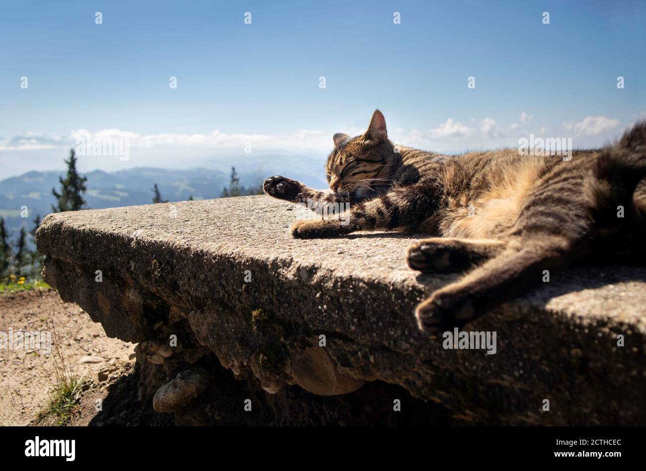 Adult tabby cat licking paws. Cat is stretched out on stone bench in front of scenic mountain background and blue sky with clouds. Napf, Switzerland. Stock Photo
