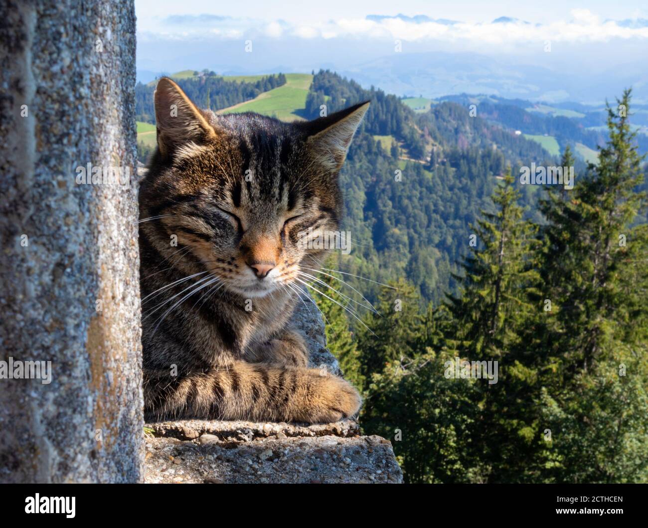 Adult tabby cat resting with eyes closed. Cat is on stone bench in front of scenic mountain background and blue sky with clouds. Napf, Switzerland Stock Photo
