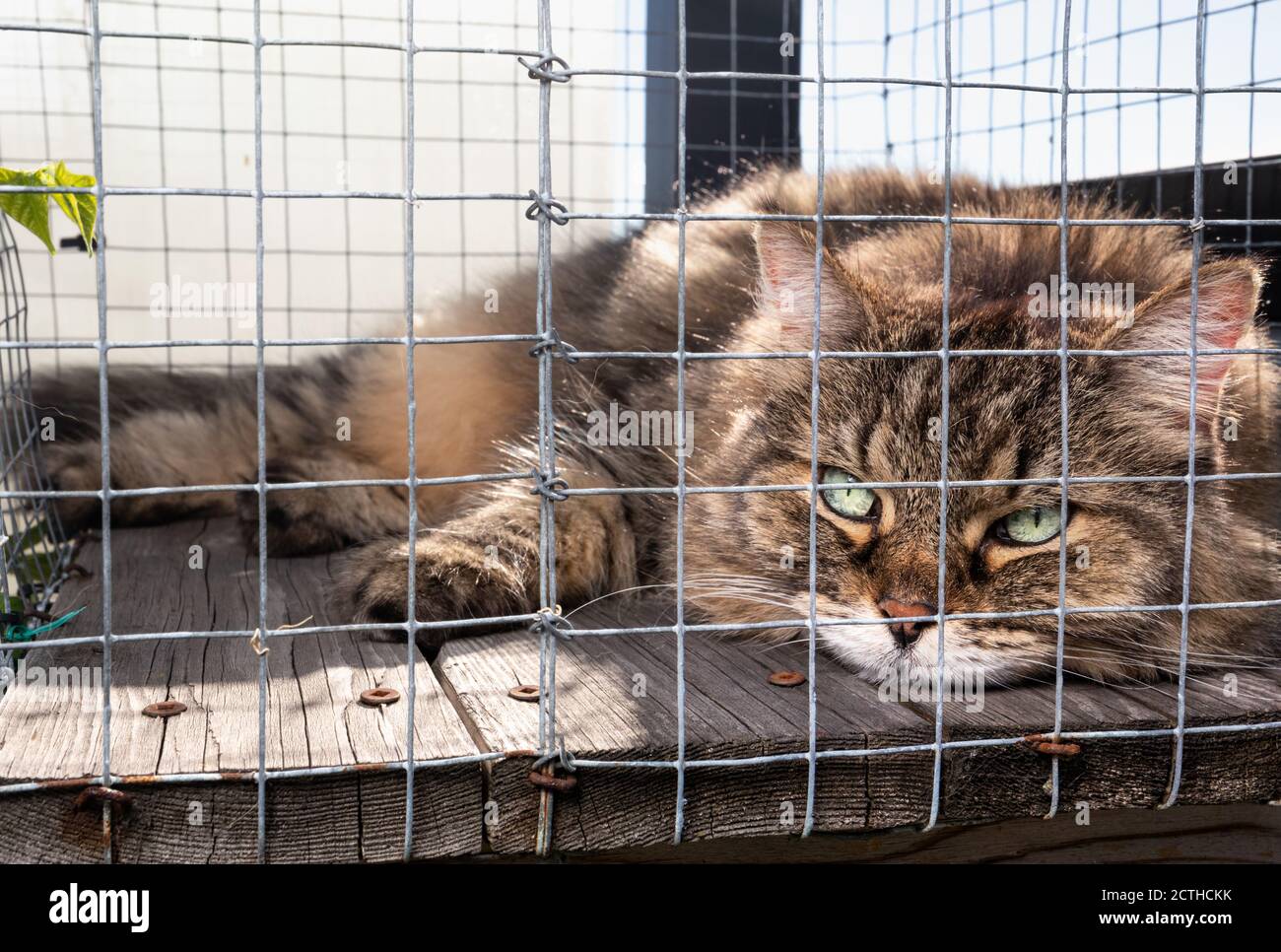 Cat in catio / outdoor cat enclosure on rooftop patio. Full body of senior long hair tabby cat with beautiful green eyes. Cat is looking at the camera Stock Photo
