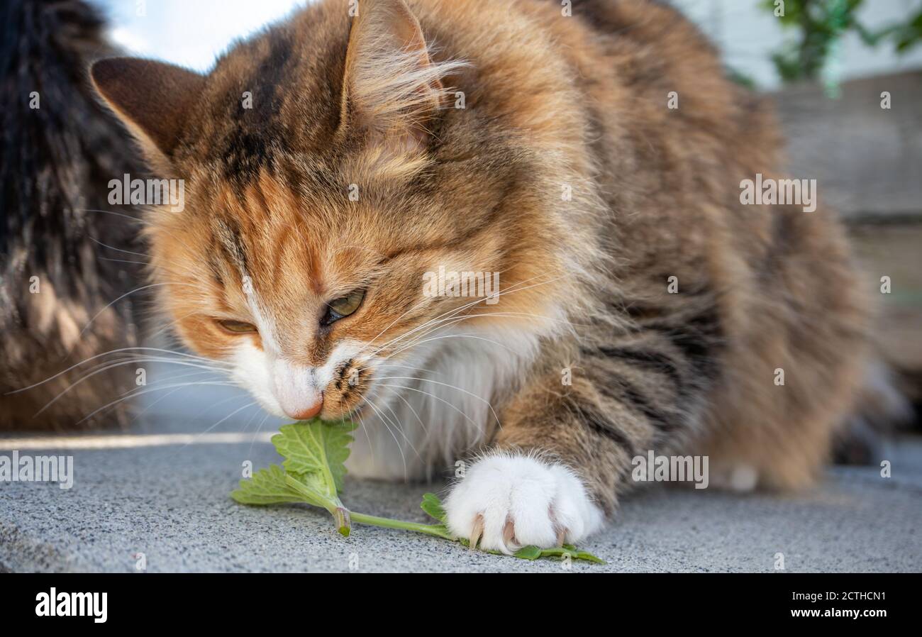 Cute fluffy cat chewing on catnip leaves, outdoors. Front portrait of long-hair, multicolored domestic cat holding the catnip with her paw and claws. Stock Photo