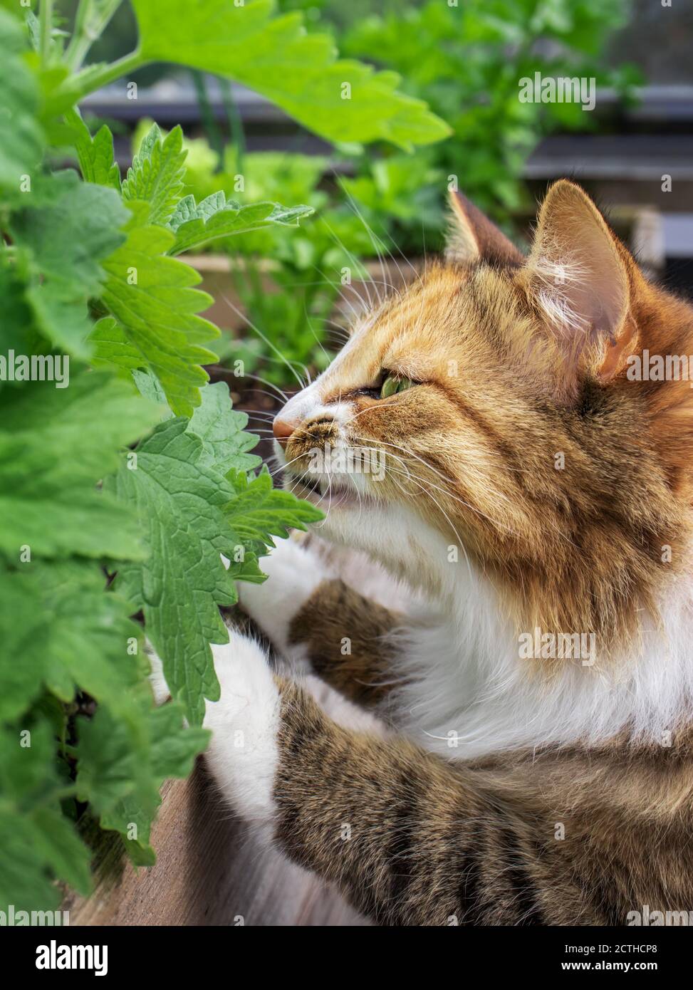Cat sniffing on catnip leaves/plant, outside. Focus on cat. Blurred foreground leaves with soft background. Cat is standing on hind legs. Stock Photo