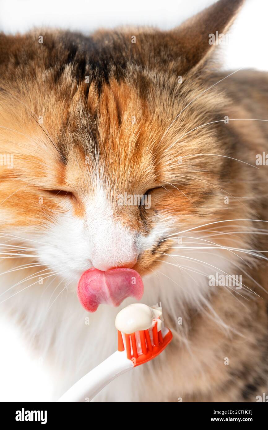 Cat licking or sniffing toothpaste on toothbrush. Close up. Introduction to brushing a cat's teeth. Pet dental care concept. Stock Photo