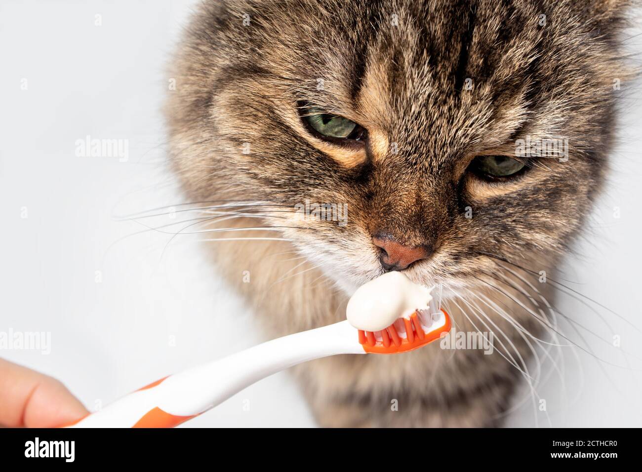 Fluffy tabby cat sniffing on toothpaste on toothbrush. Introduction to brushing cats teeth. Pet dental health month in February or oral health. Stock Photo