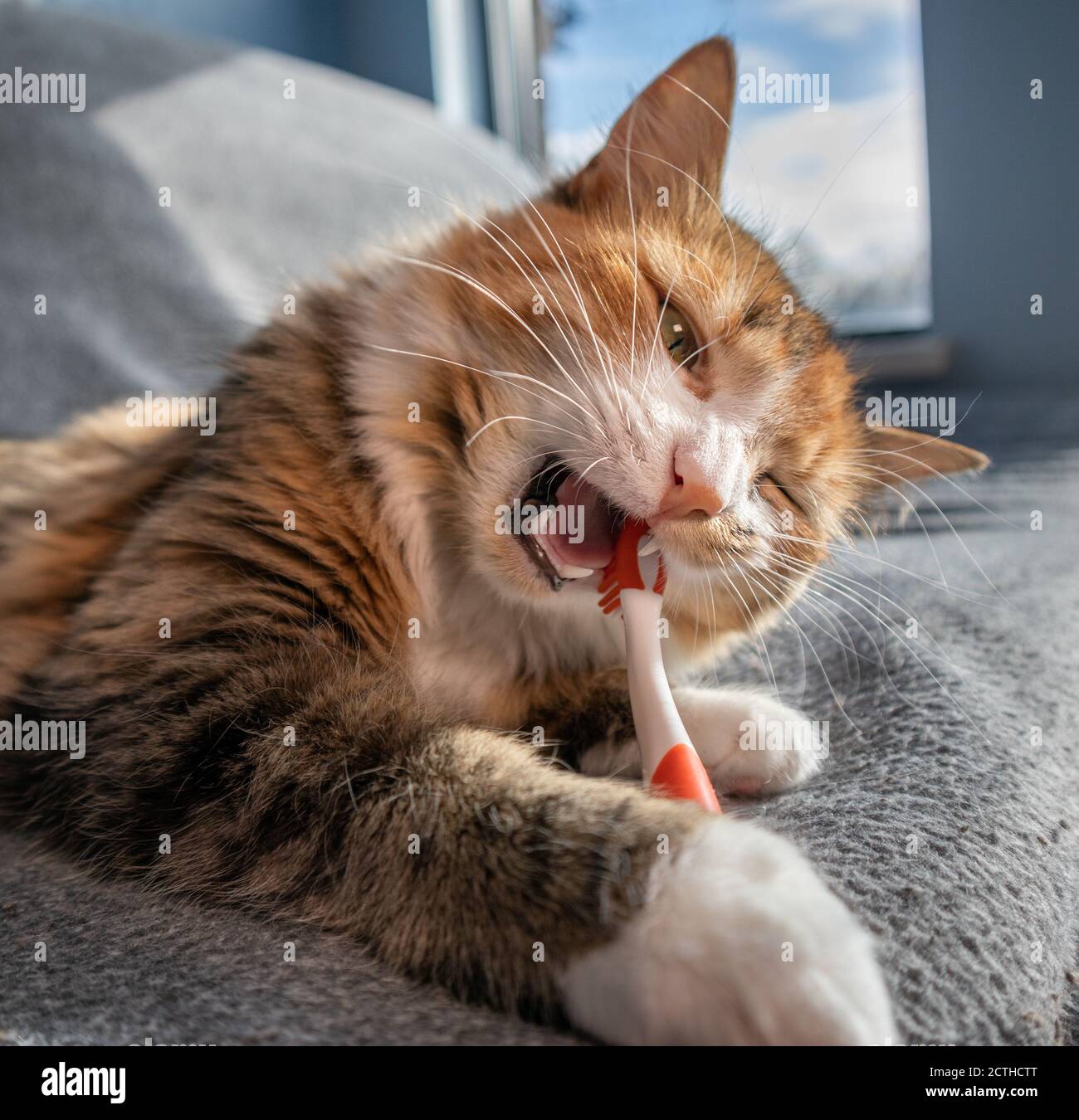 Cat chewing on toothbrush. Pets dental health month in February. Cat with tooth brush in mouth. Cats teeth are visible including fangs. Stock Photo