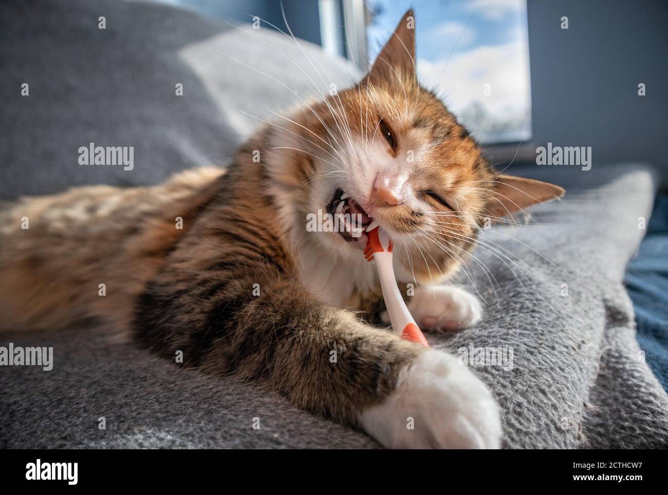 Close up cat chewing on toothbrush. Pets dental health month in February. Cat with tooth brush in mouth. Cats teeth are visible incl. fangs. Stock Photo