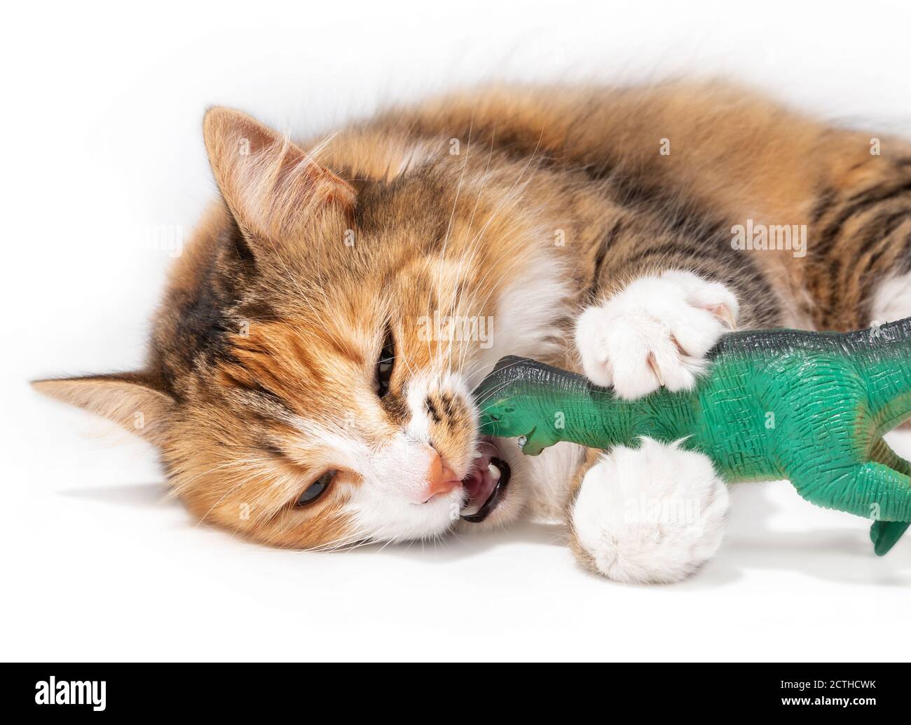 Cat vs dinosaur. A long hair fluffy kitty is laying sideways. The playful 1 year old cat has a large green plastic toy in the mouth and chewing it. Stock Photo