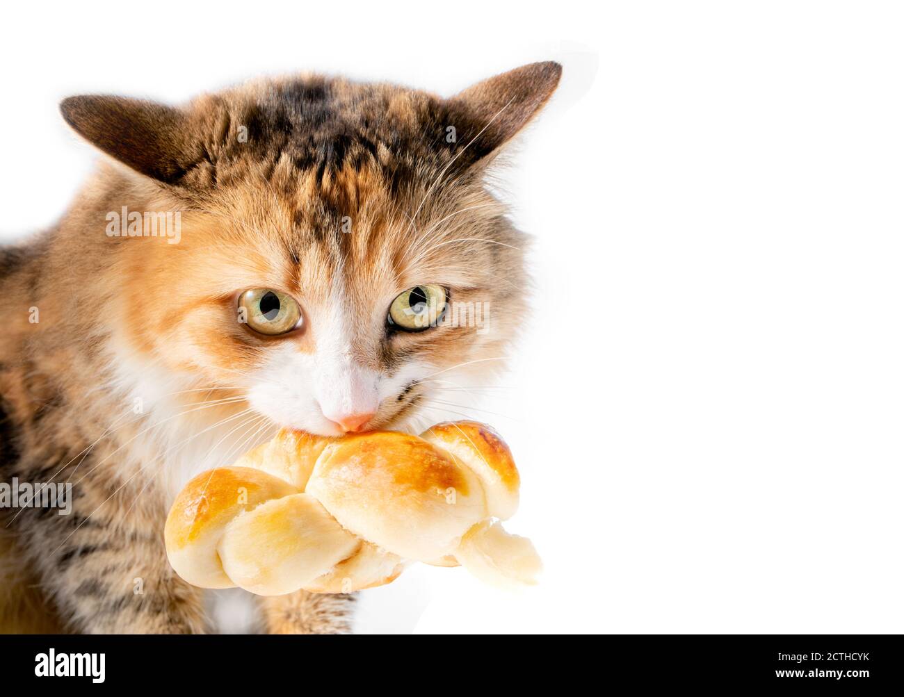 Cat caught stealing food. The mischievous kitty has a big piece of bread (Zopf) in her mouth. Ears back, crazy eyes, growling and unhappy. Stock Photo