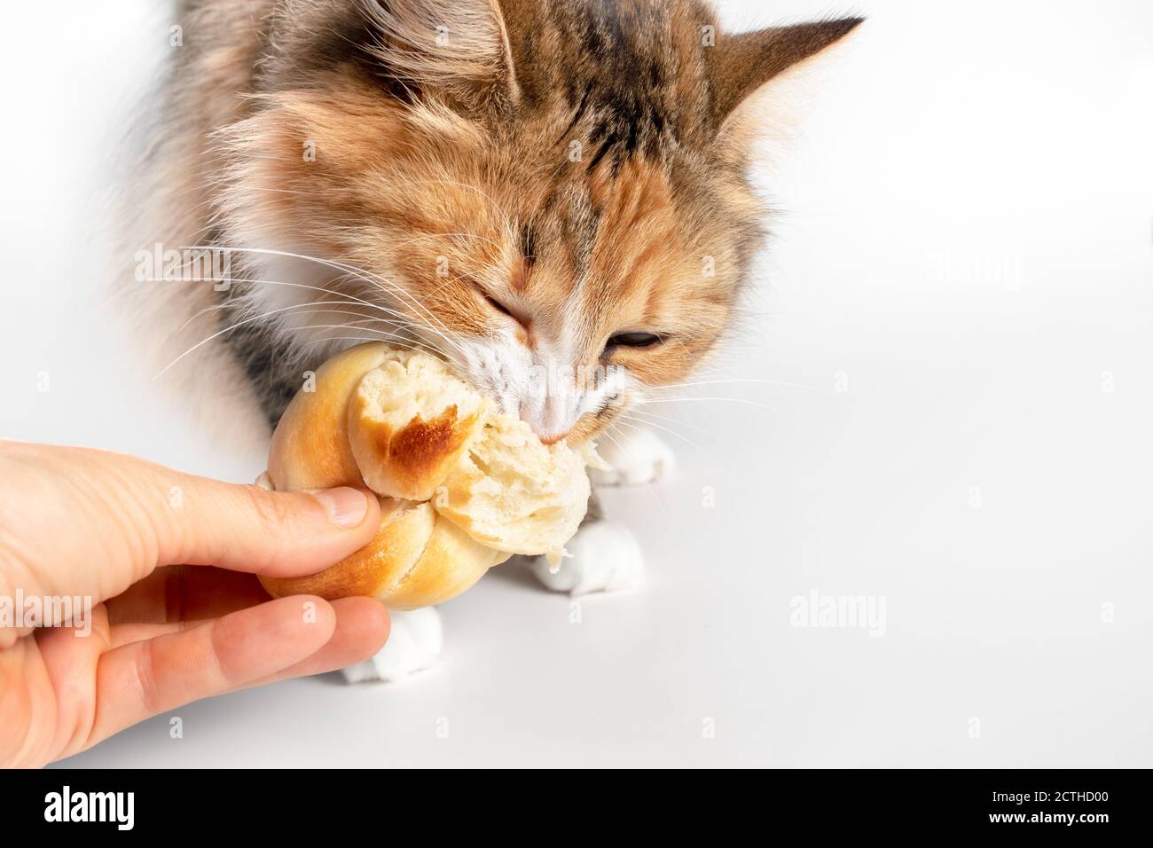 Cat caught stealing human food. The kitty has a piece of bread (Zopf) in her mouth and is not releasing it. Tug-of-war with a human hand. Stock Photo