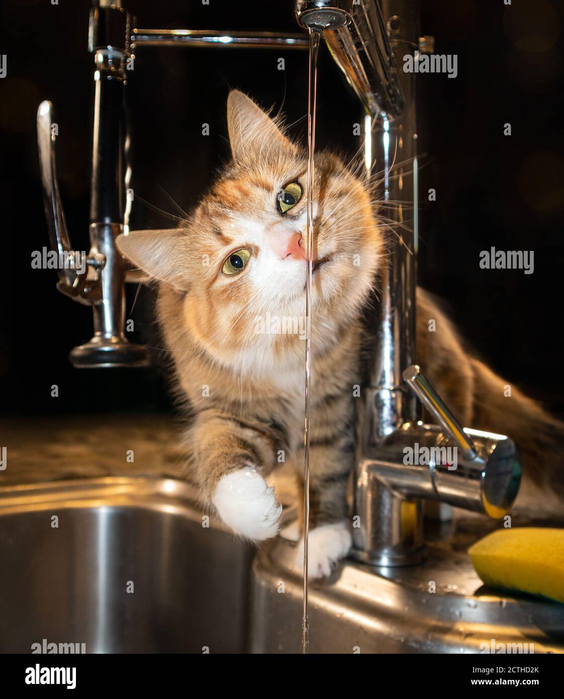 Cute cat with running water from kitchen tap or faucet. Focus on cat head. Fluffy calico or torbie feline sitting on kitchen counter. Stock Photo