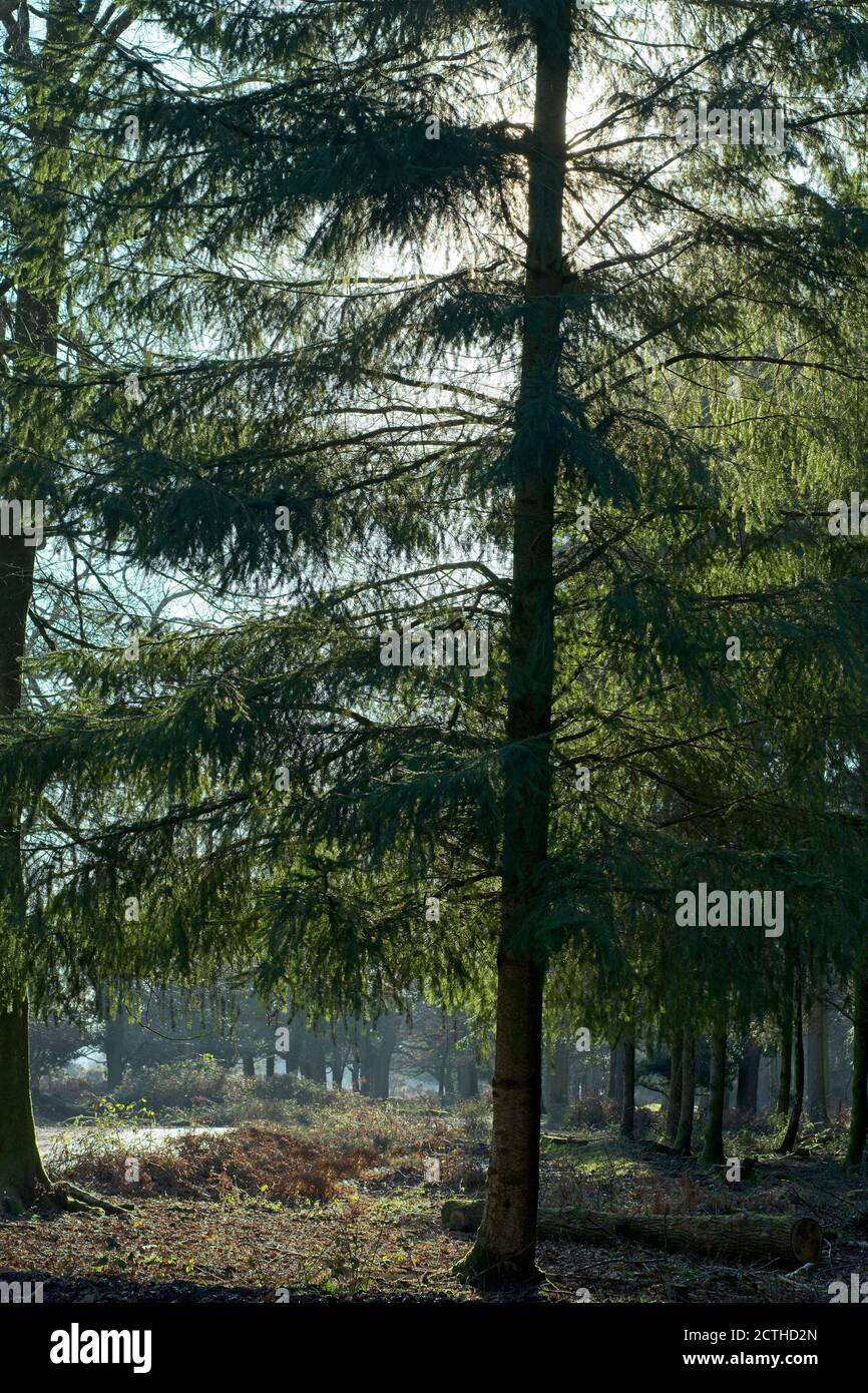 Coniferous forest new england hi-res stock photography and images - Alamy