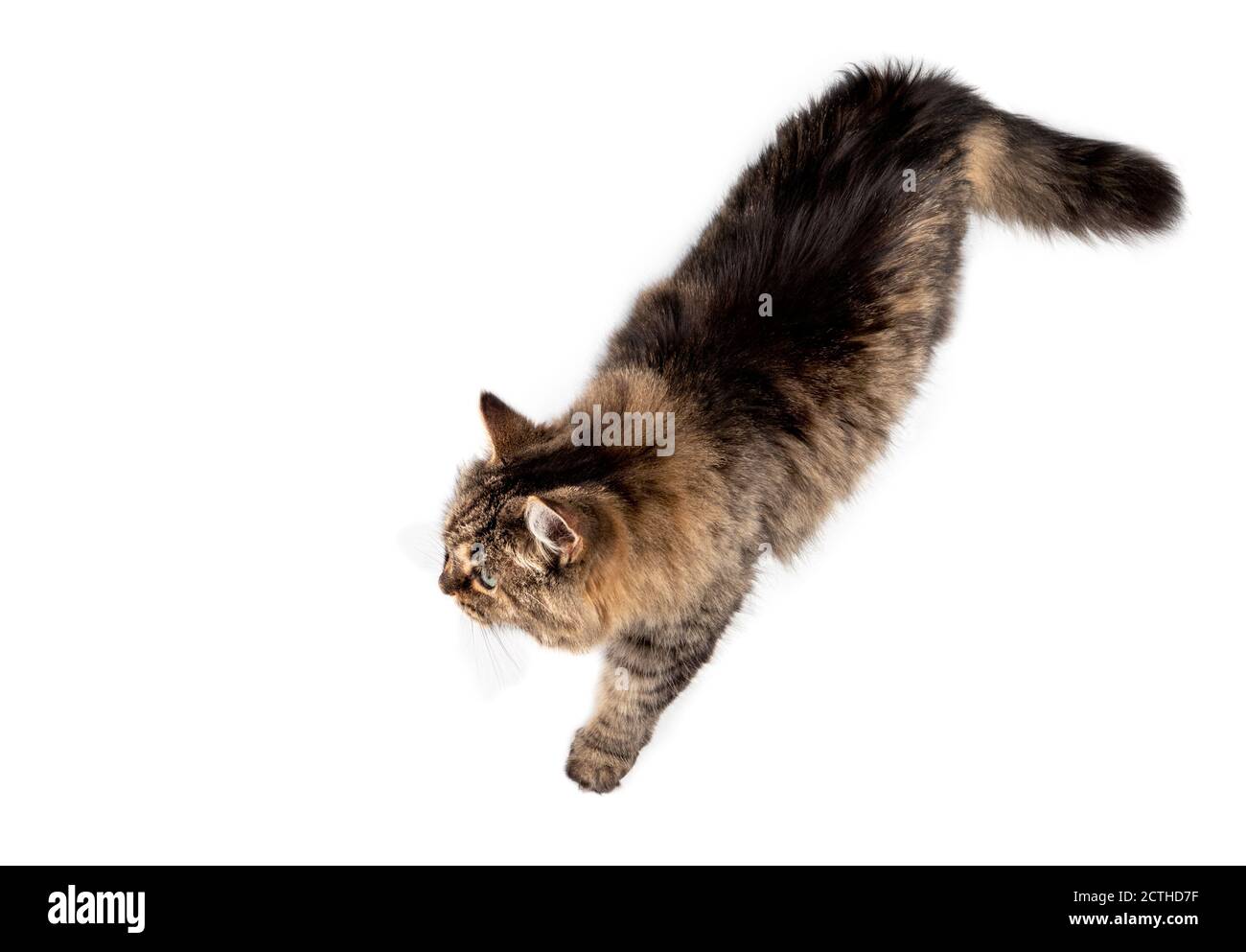 Top view of a cat walking relaxed from right to left. Full body of long hair female tabby senior cat (14 years) with one paw to the front. Isolated. Stock Photo