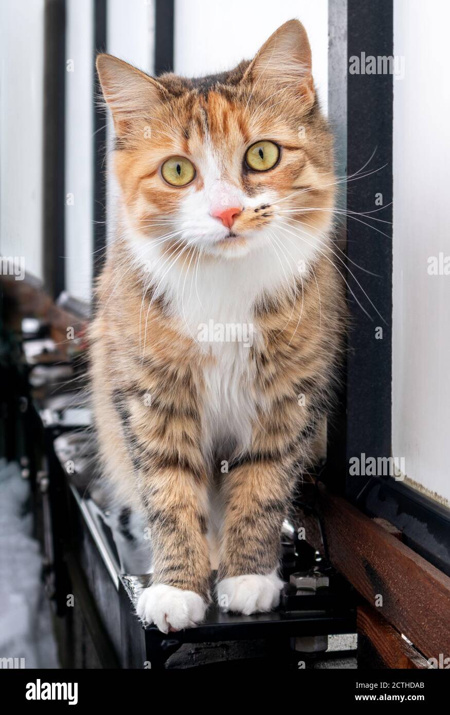 Front portrait of cute fluffy cat with yellow green eyes and long whiskers, outdoors. Female kitten with intense curious yellow eyes. Stock Photo
