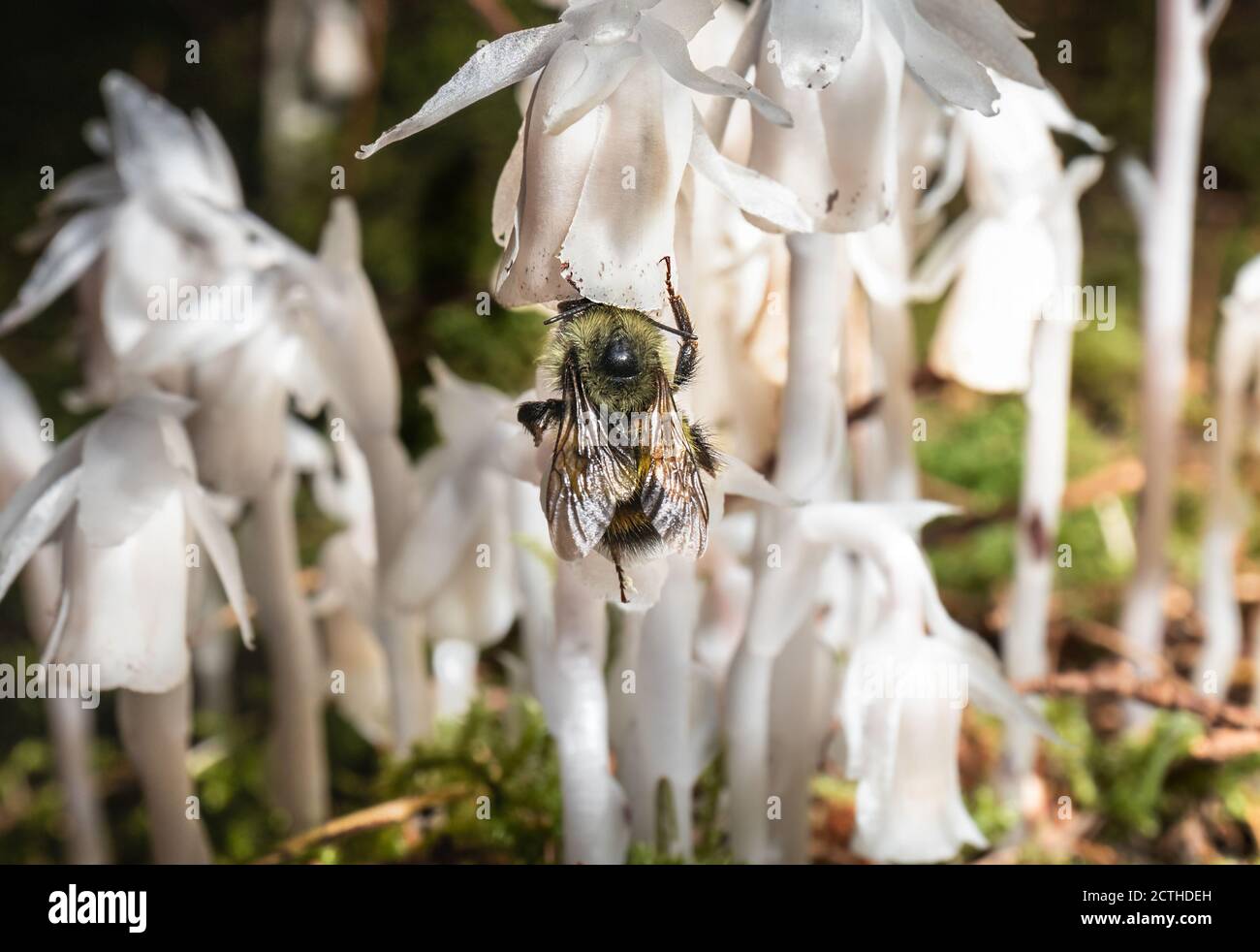 Close up of bee on Ghost Pipe (Monotropa uniflora) in forest. Focus on bee with soft background. Known as Indian pipe, Corpse Plant Ice Plant. Stock Photo