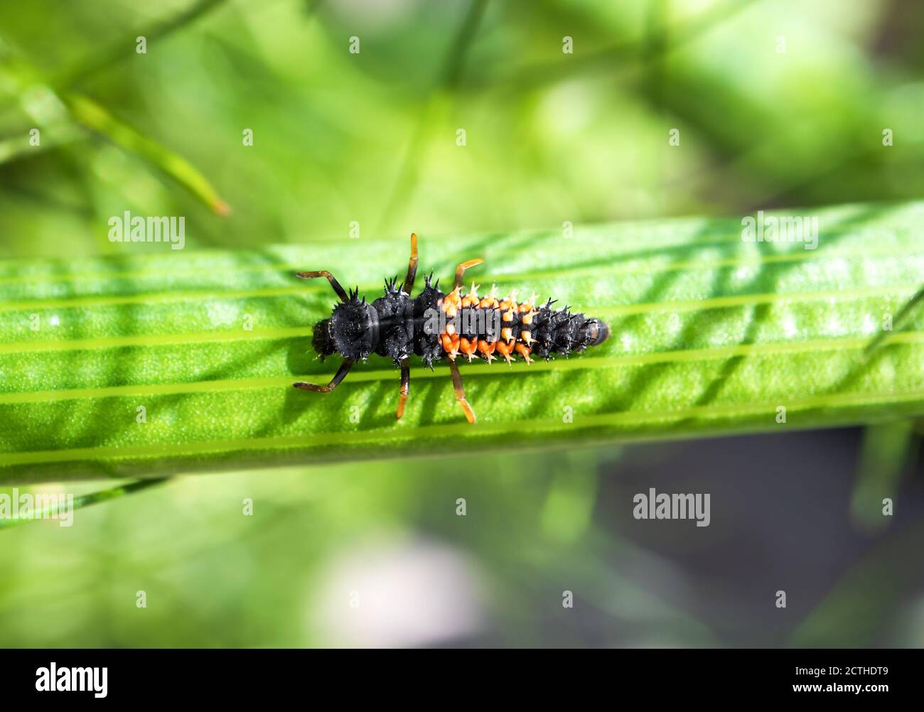 Ladybug larvae or nymph on stem of a fennel plant. This black orange creepy looking bug is extremely beneficial for the garden. Consumes aphids. Stock Photo