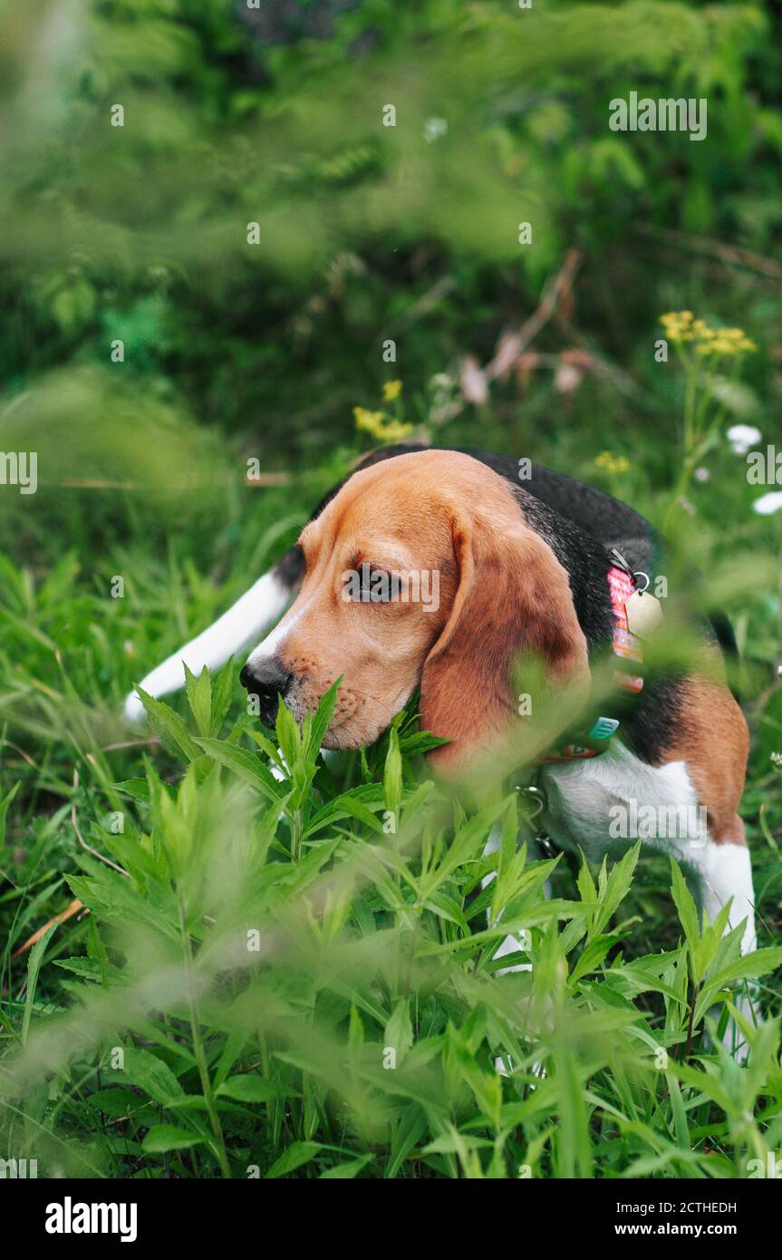 Happy beagle dog having fun on then green grass Stock Photo - Alamy