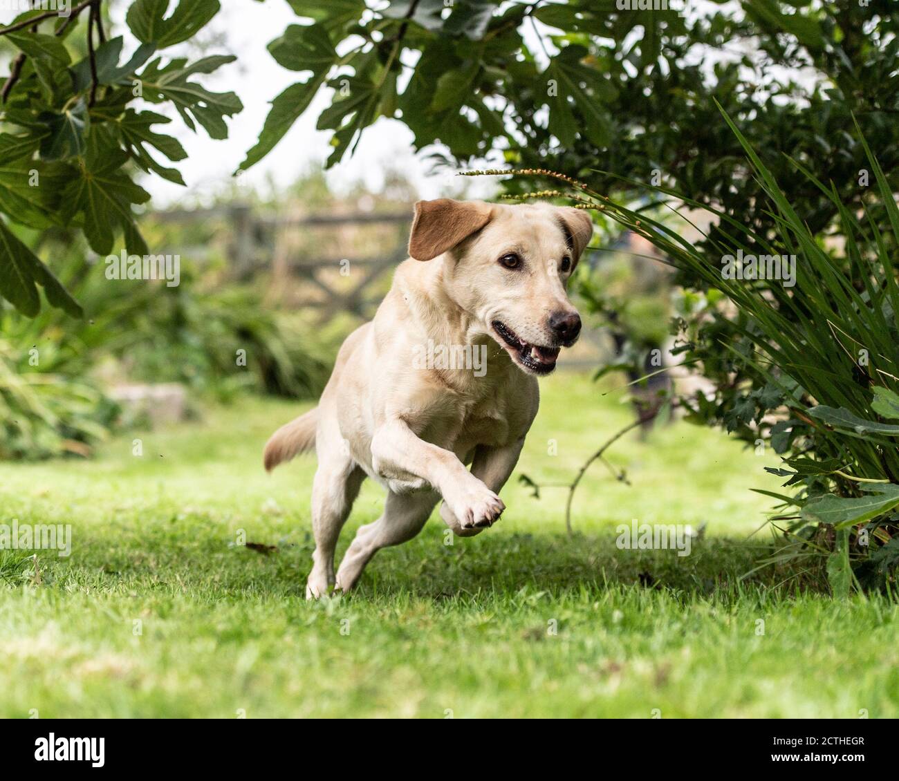How Fast Can A Labrador Dog Run