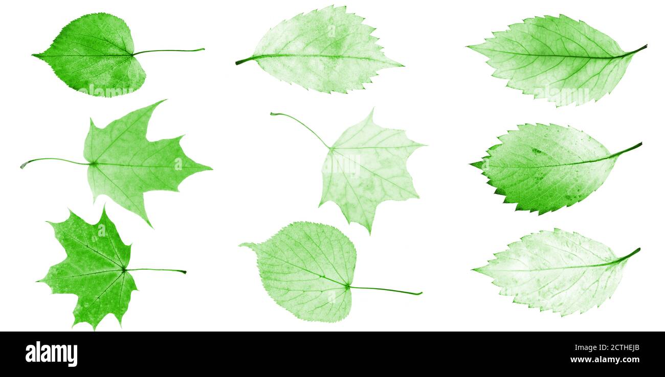 set of green leaves isolated on white background Stock Photo - Alamy
