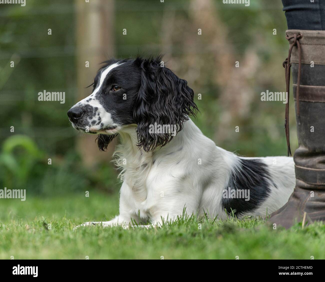 english springer spaniel and dog trainer Stock Photo