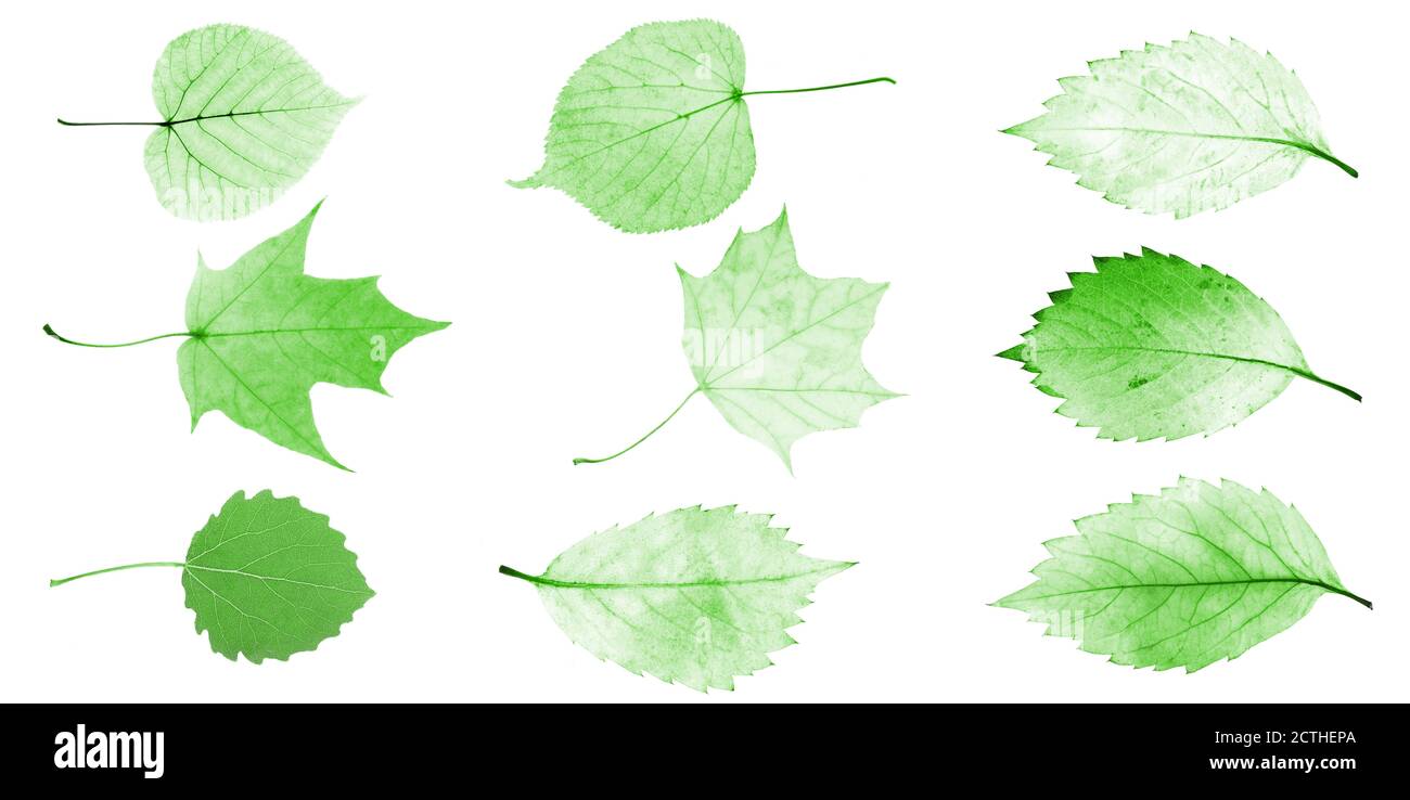 set of green leaves isolated on white background Stock Photo - Alamy