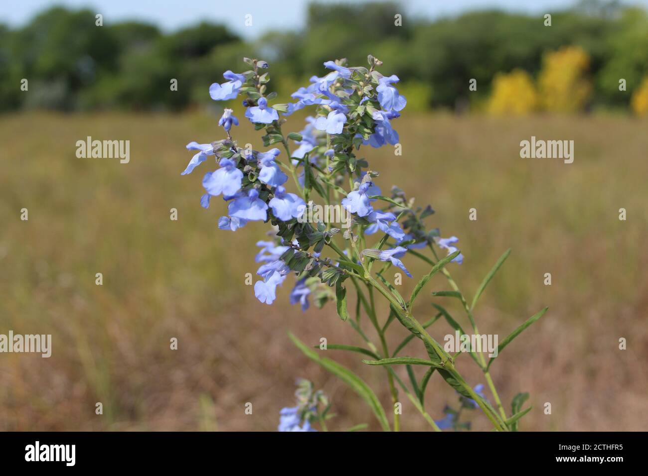 Wild blue sage, a threatened species in Illinois, wildflower in autumn