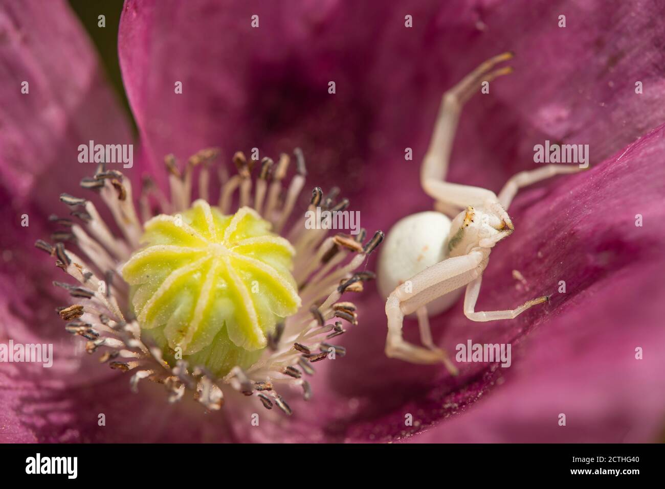 Crab spider on opium poppy flower, Papaver somniferum Stock Photo 