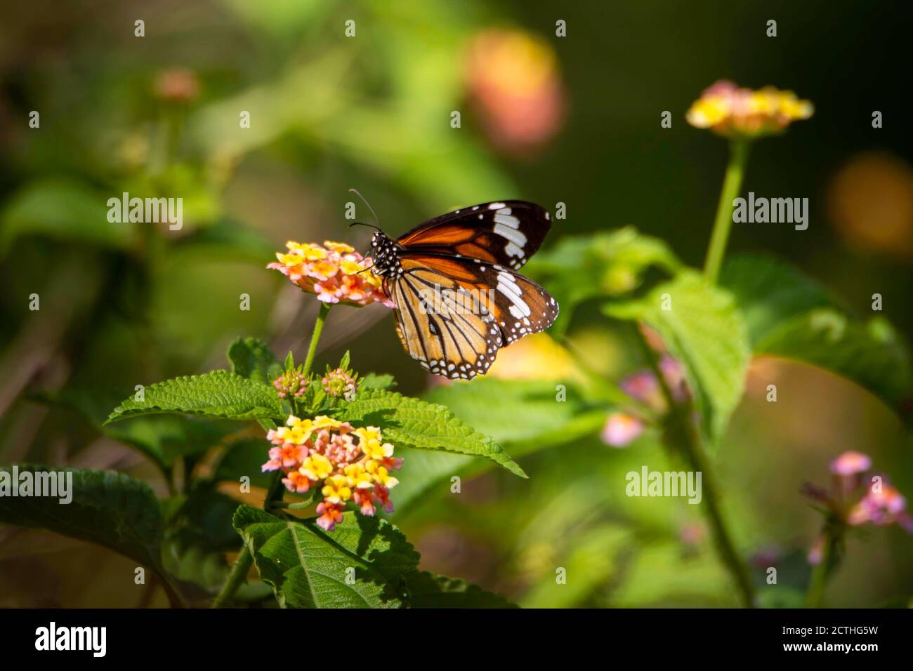 Lovely Colorful Butterfly on flower Stock Photo