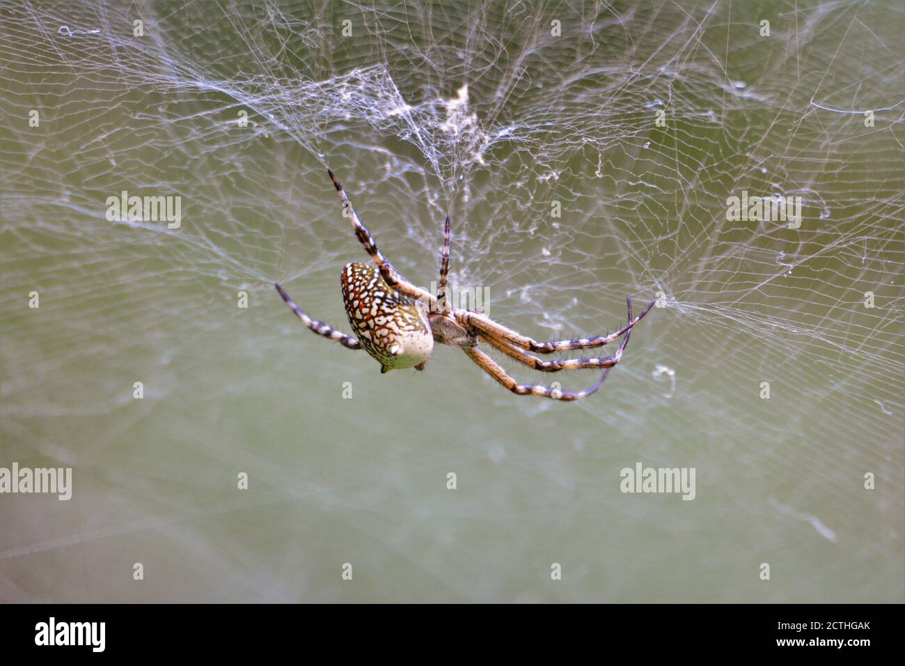 A big spider hanging on web Stock Photo