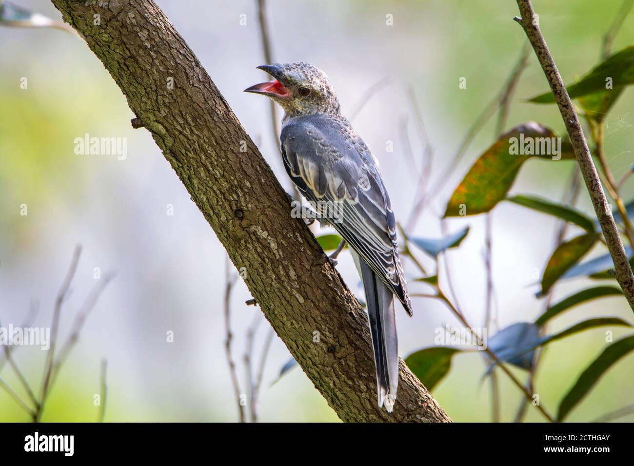 large cuckooshrike on tree branch Stock Photo