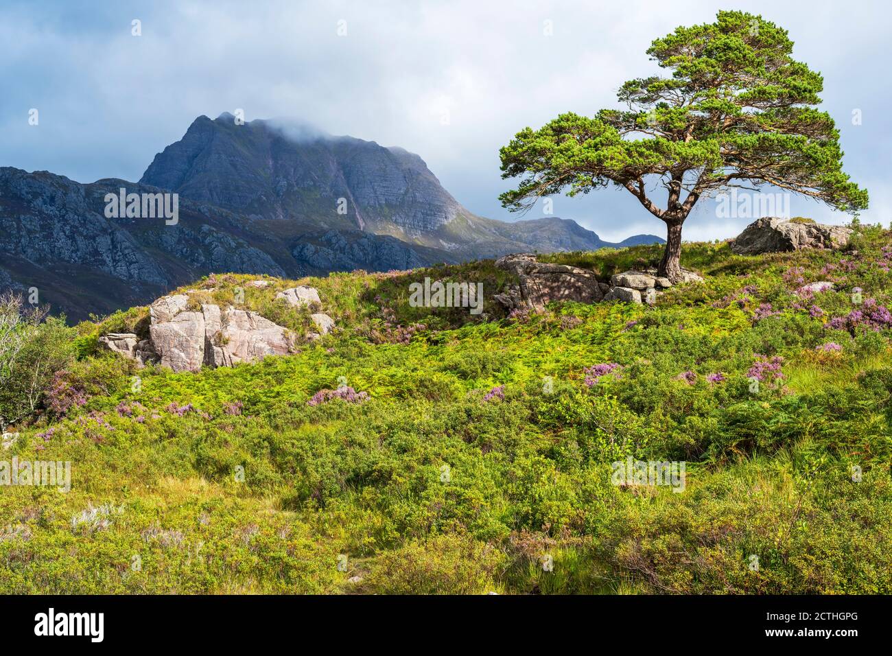 Lone Scots pine on hilltop overlooking Loch Maree with rugged crag of Slioch in distance – Loch Maree, Wester Ross, Highland Region, Scotland, UK Stock Photo