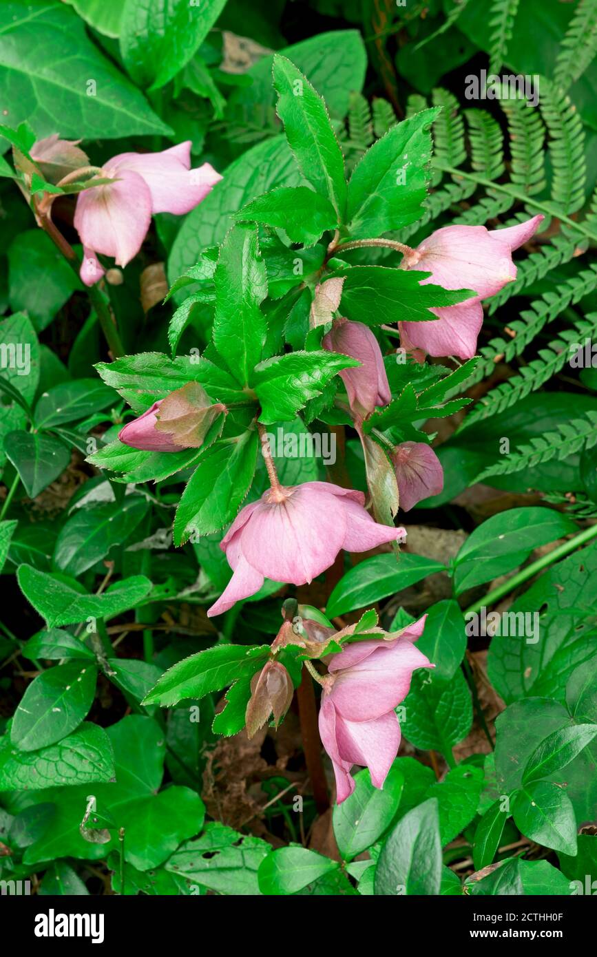 Pink flowers and green leaves of Helleborus atrorubens Stock Photo