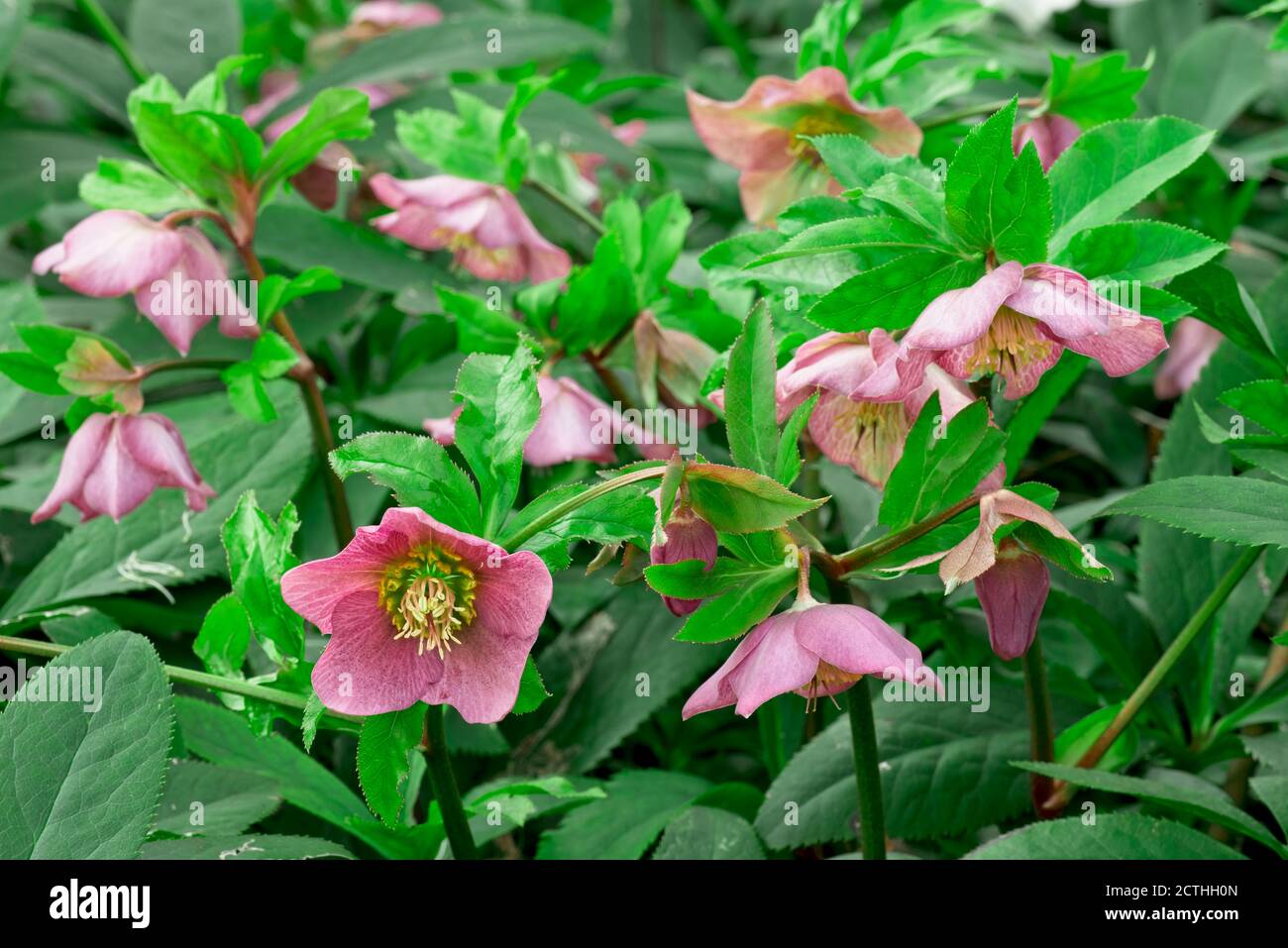 Pink flowers and green leaves of Helleborus atrorubens Stock Photo