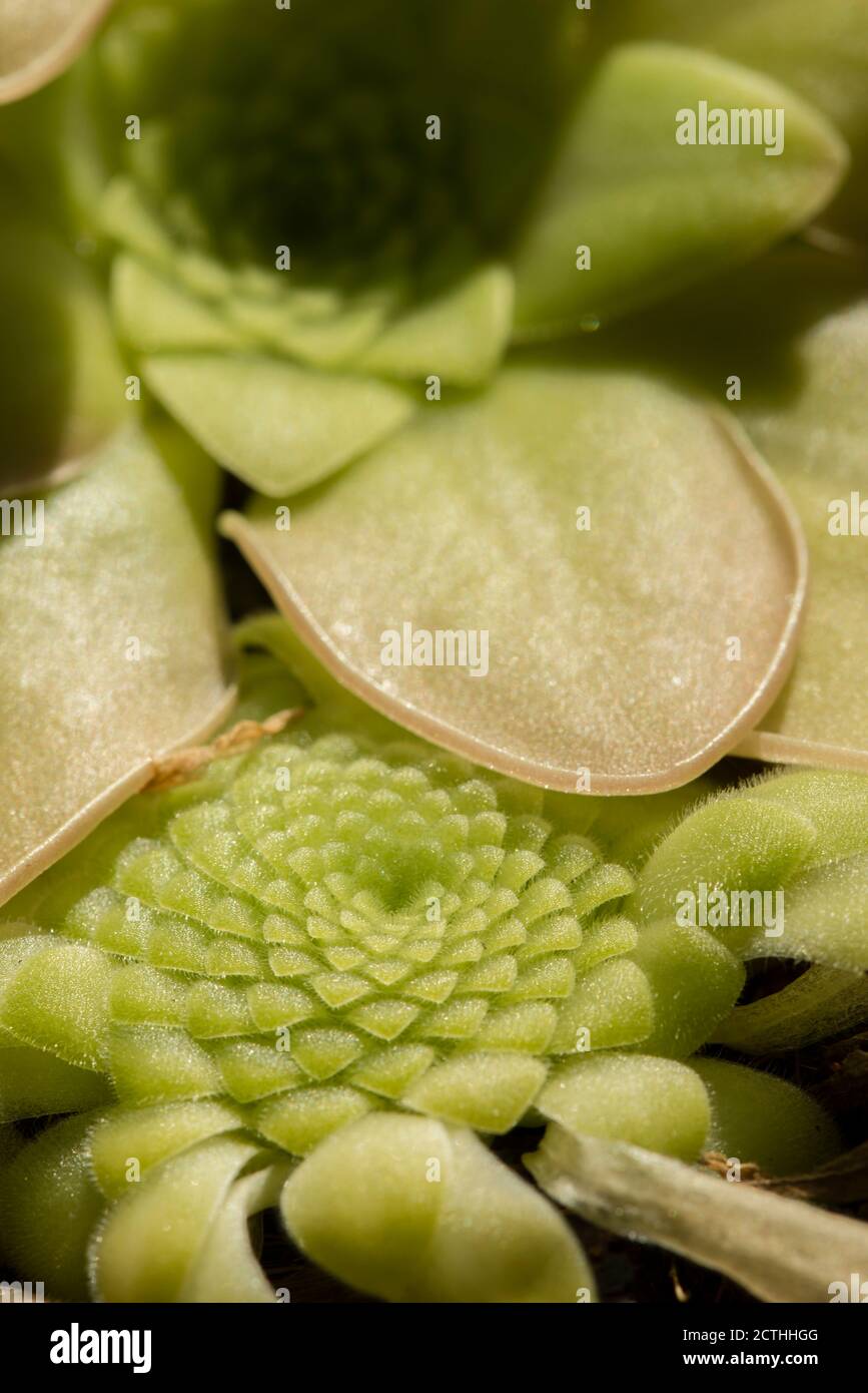 Plants and flower of insectivorous plant Pinguicula. Stock Photo