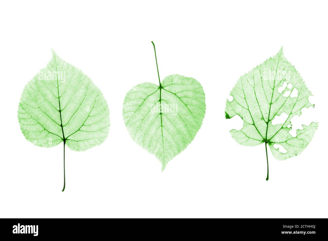 set of green leaves isolated on white background Stock Photo - Alamy