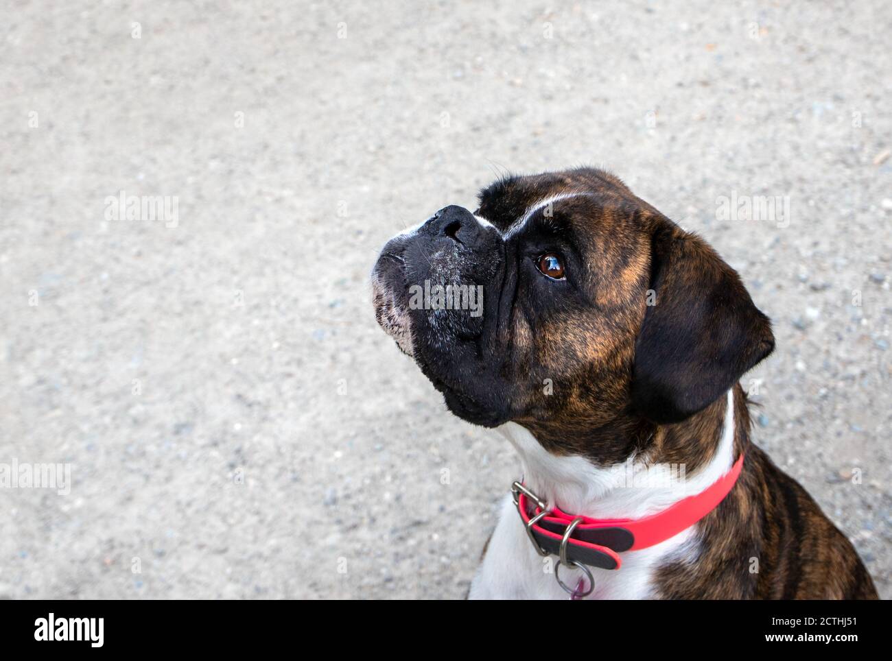 Very attentive dog hoping for a treat. Side view portrait of brindle boxer. 5 year old female dog is sitting outside. Concept for dog training. Stock Photo
