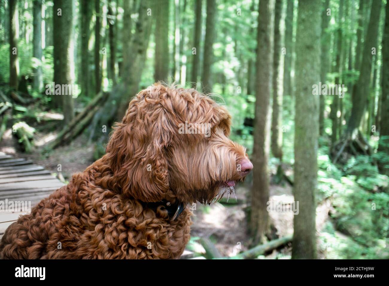 Why Is My Dog Panting And Drooling