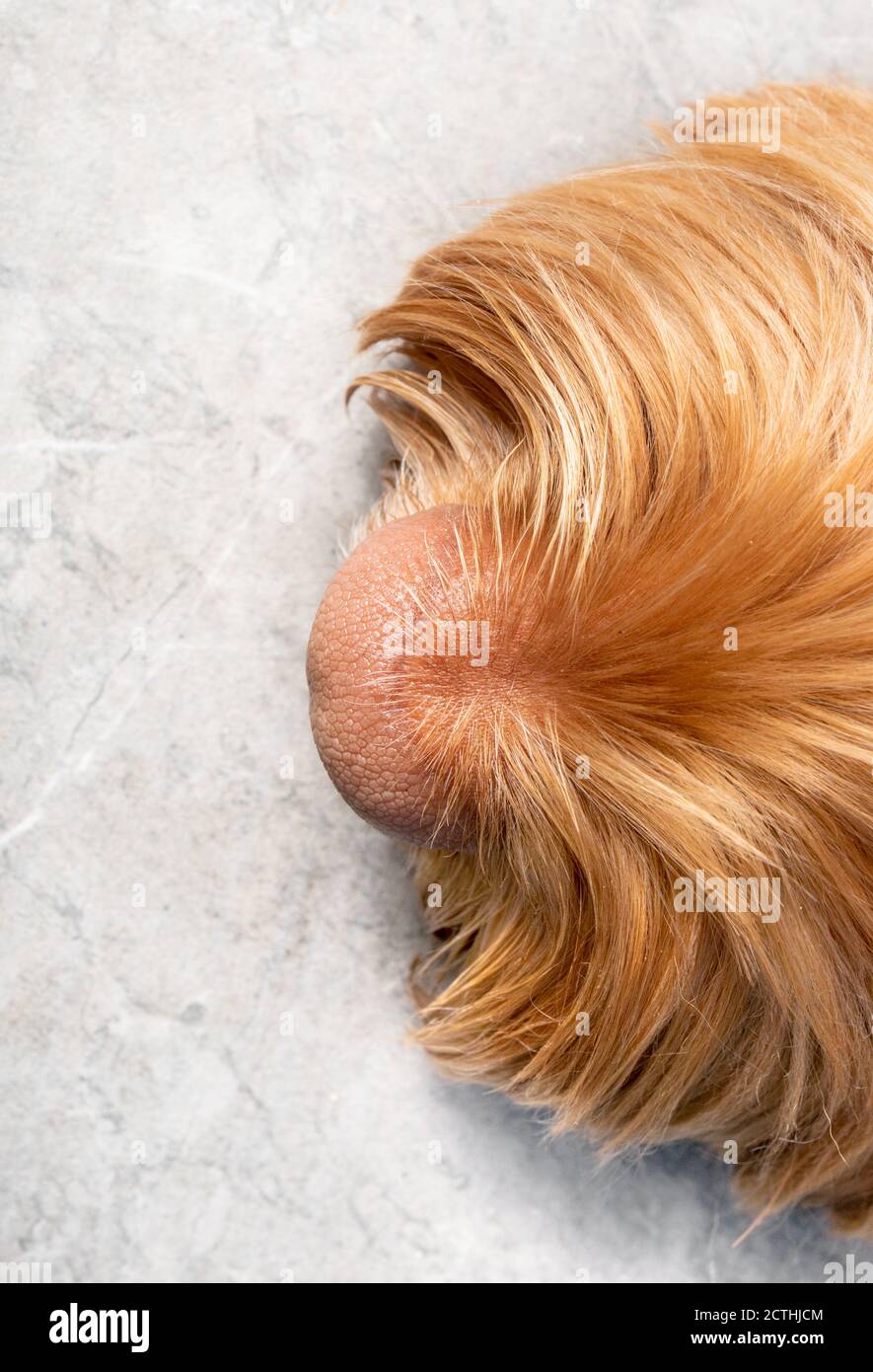 Close up of soft pink dog nose. Top view of Labradoodle dog resting on marble stone. Focus on nose. Concept for superior sense of smell. Stock Photo