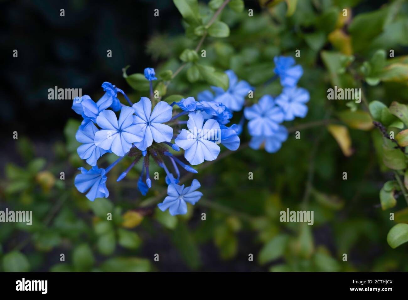Cape Leadwort or White Plumbago flowers in garden against a green blurred background Stock Photo