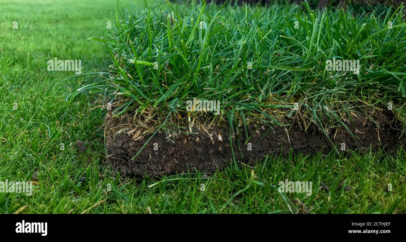 Roll of lawn grass for landscape closeup in profile, cut Stock Photo Alamy