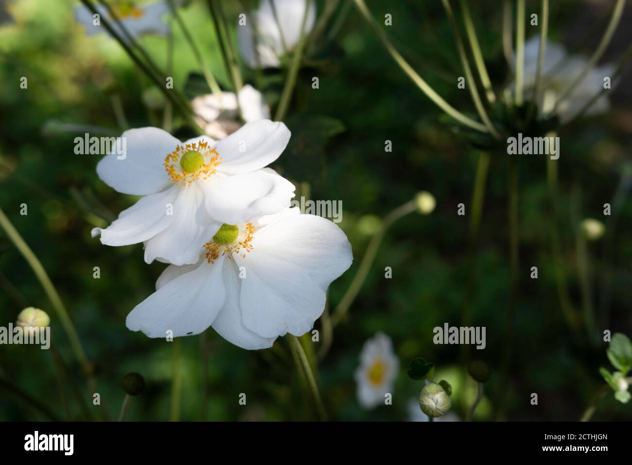 White Anemones hybrida Honorine Jobert flowers with branches and blurred green leaves in background Stock Photo