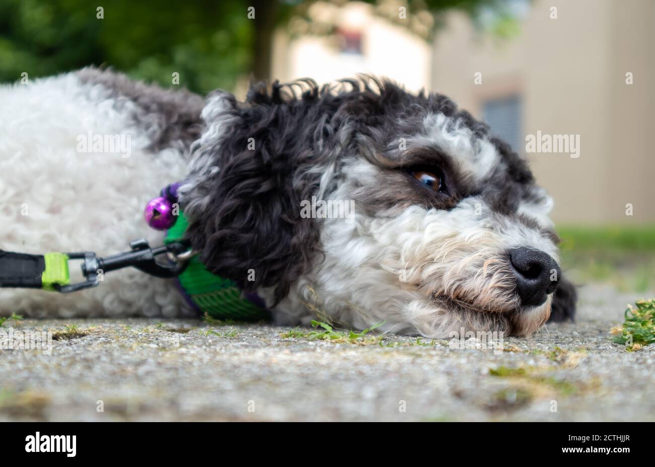 Close up of dog face. Dog resting head on the ground outside. Black and white miniature poodle looking at something out of view. Selective focus, blur Stock Photo