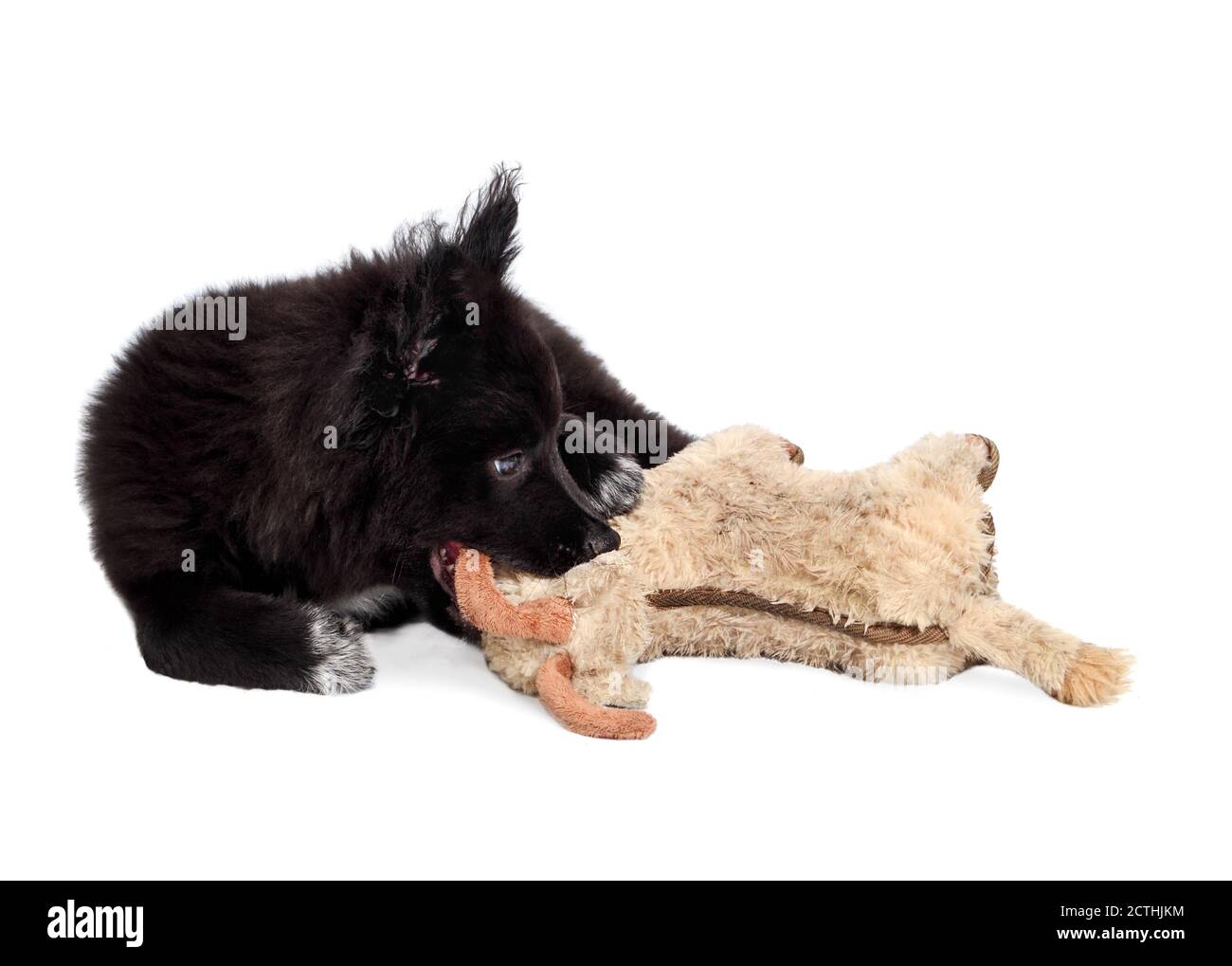 Fluffy black puppy chewing on dog toy, lying sideways. 12 week old male dog. Full body dog portrait of Australian Shepherd x Keeshond. Concept for pup Stock Photo